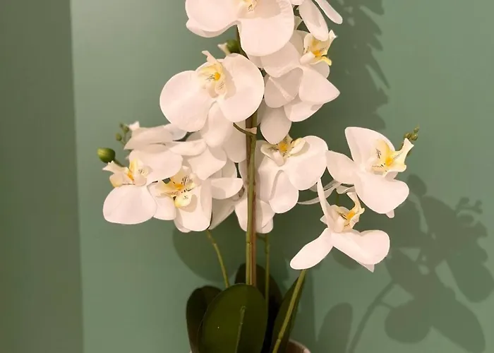 Dalikyda - Le Clovis - Center - Free Parking Le Havre